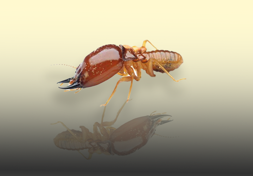 Termite Inspection