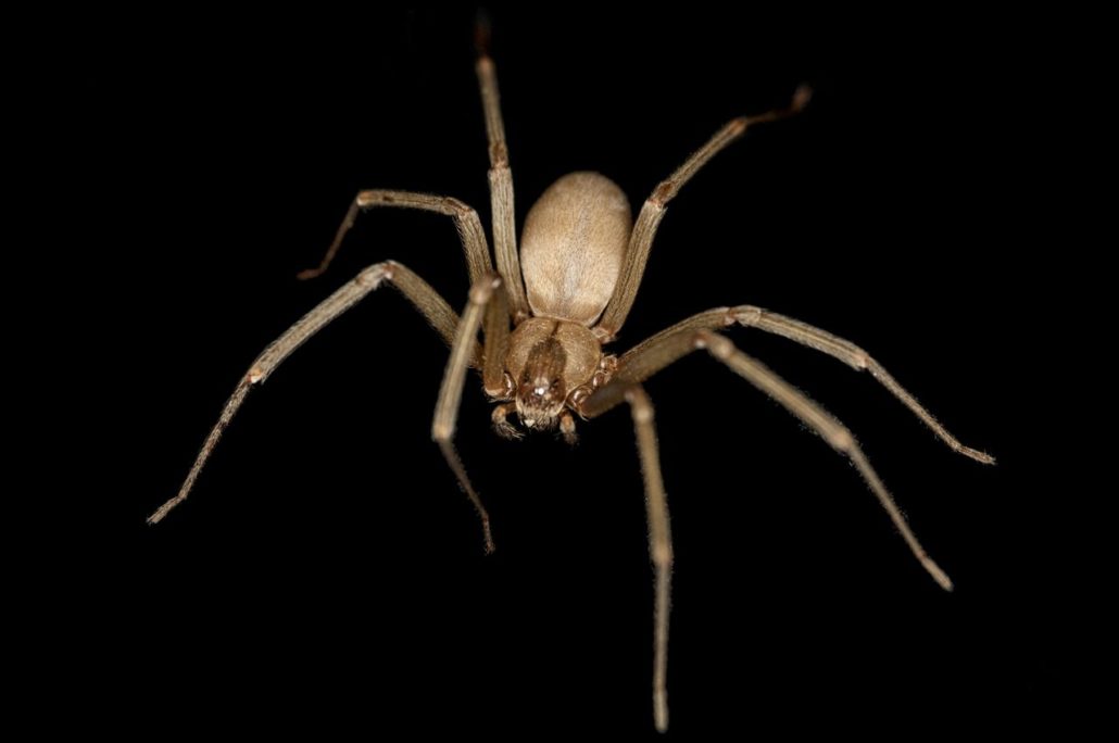 spider image